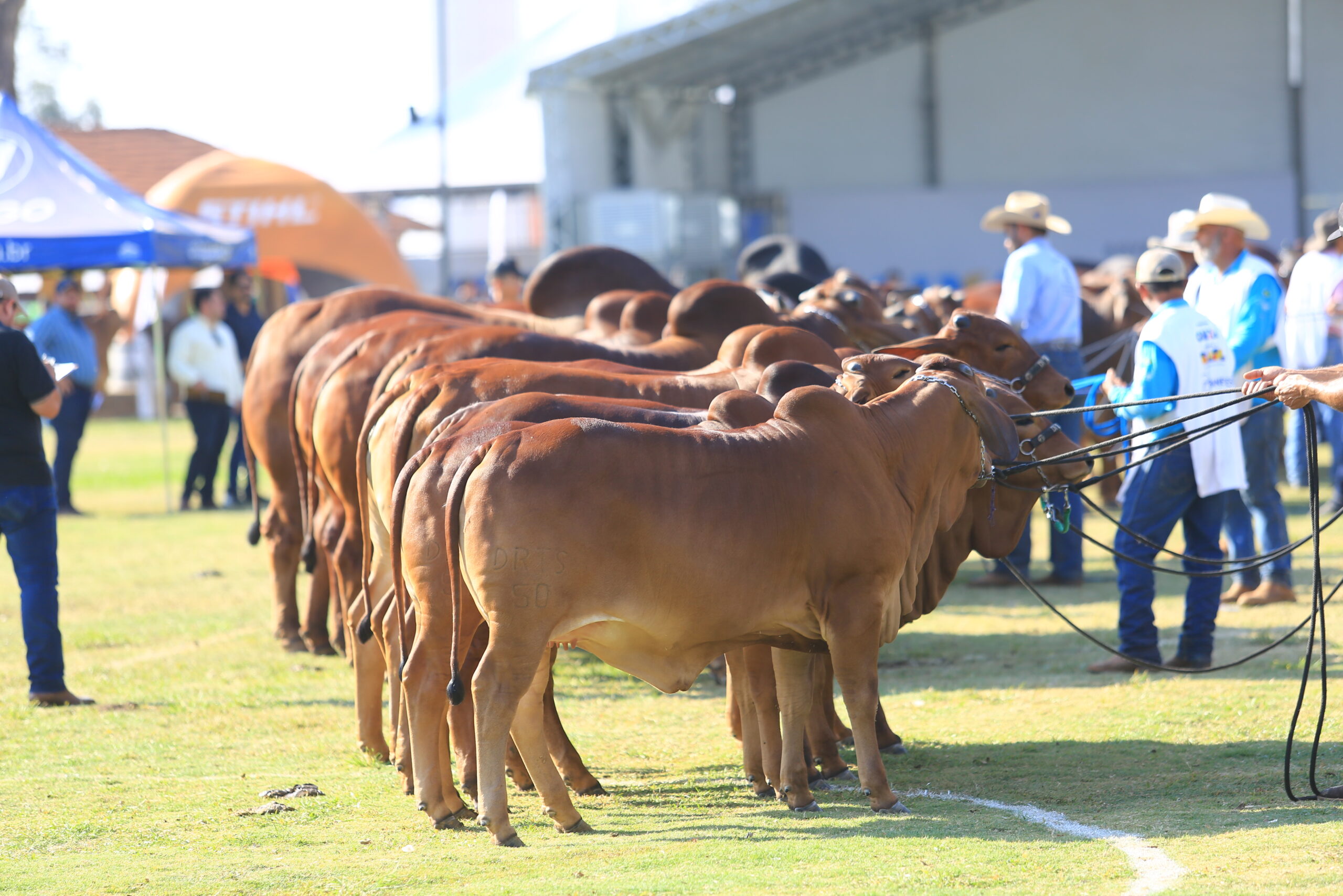 Expo Rio Preto foi vitrine de raça e funcionalidade na Nacional do Sindi