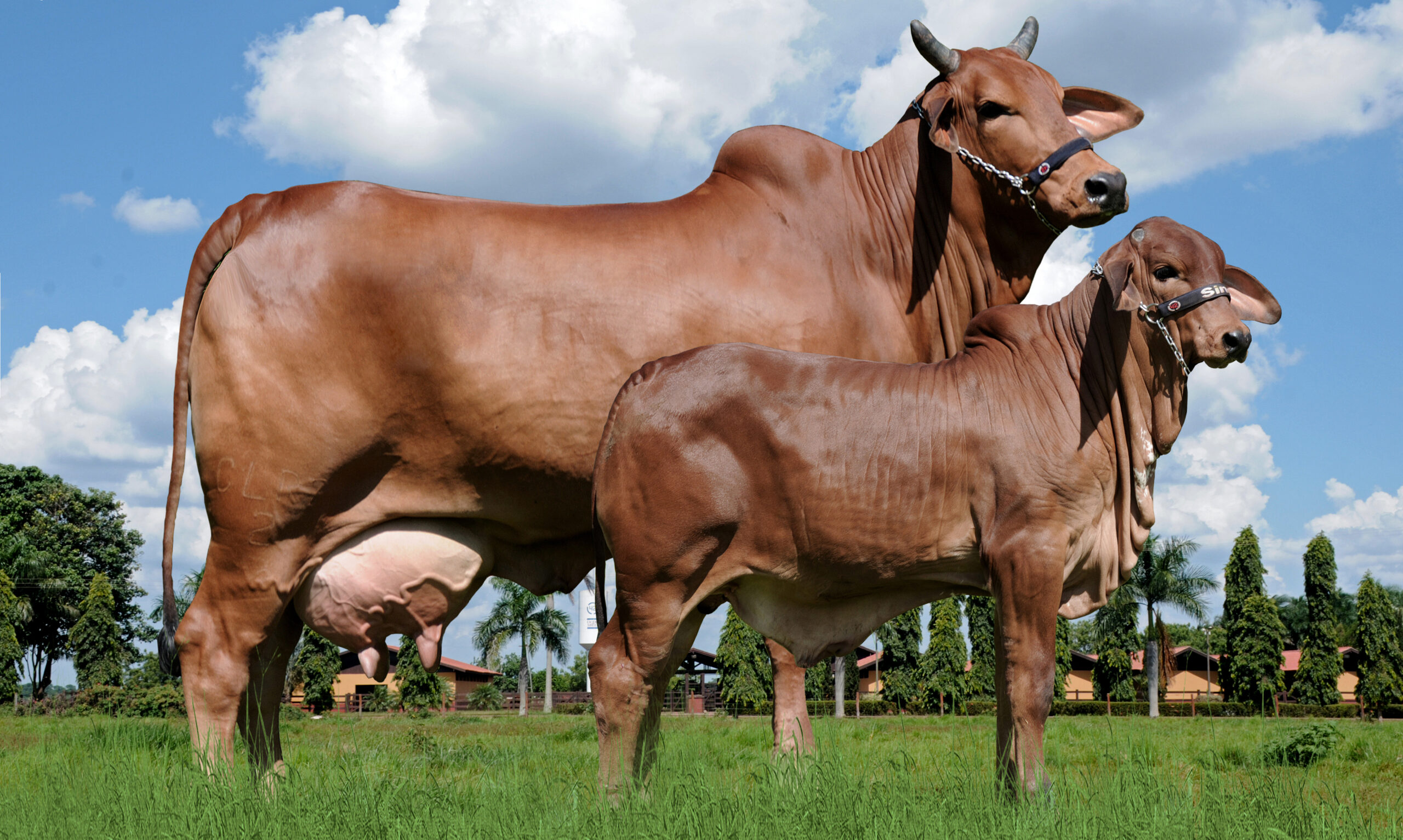 Sindi em artigo de pesquisa no CTZL